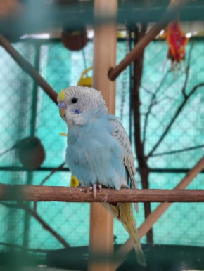 Rose Villa Lonavala